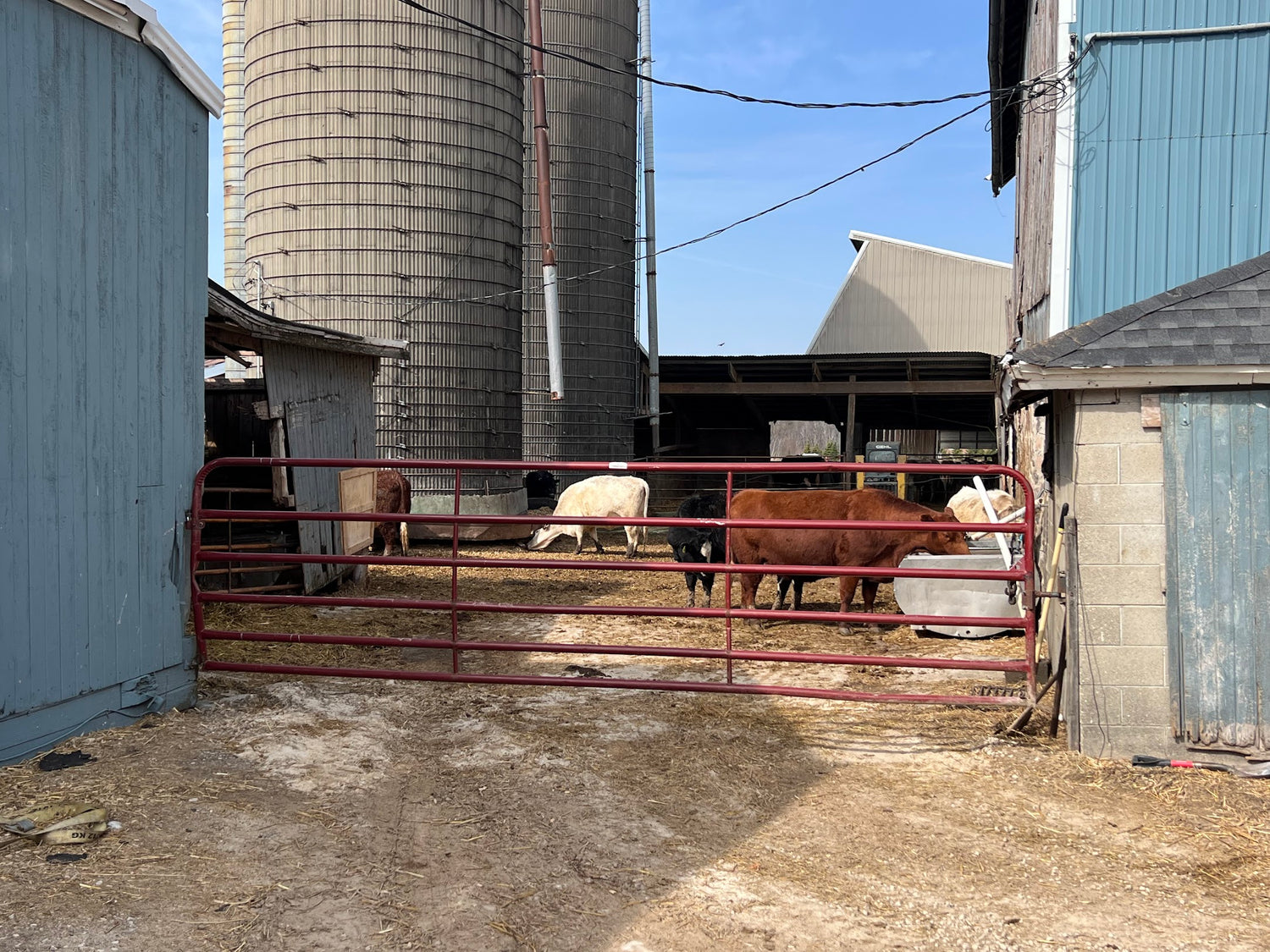 Cows grazing near a red gate on a farm, showcasing pasture-raised livestock for quality meat delivery.