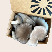 Gourmet Mushrooms (8 oz) Iron & Acre