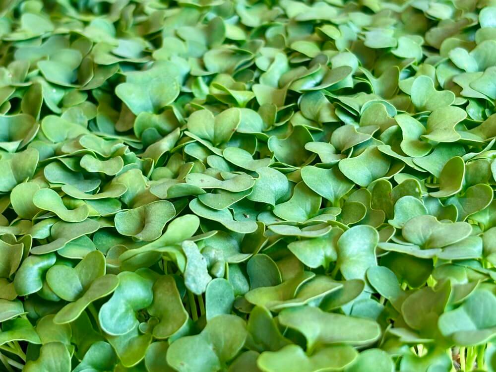 Fresh microgreens mix, perfect for farm direct groceries, enhancing salads and dishes with vibrant flavors.