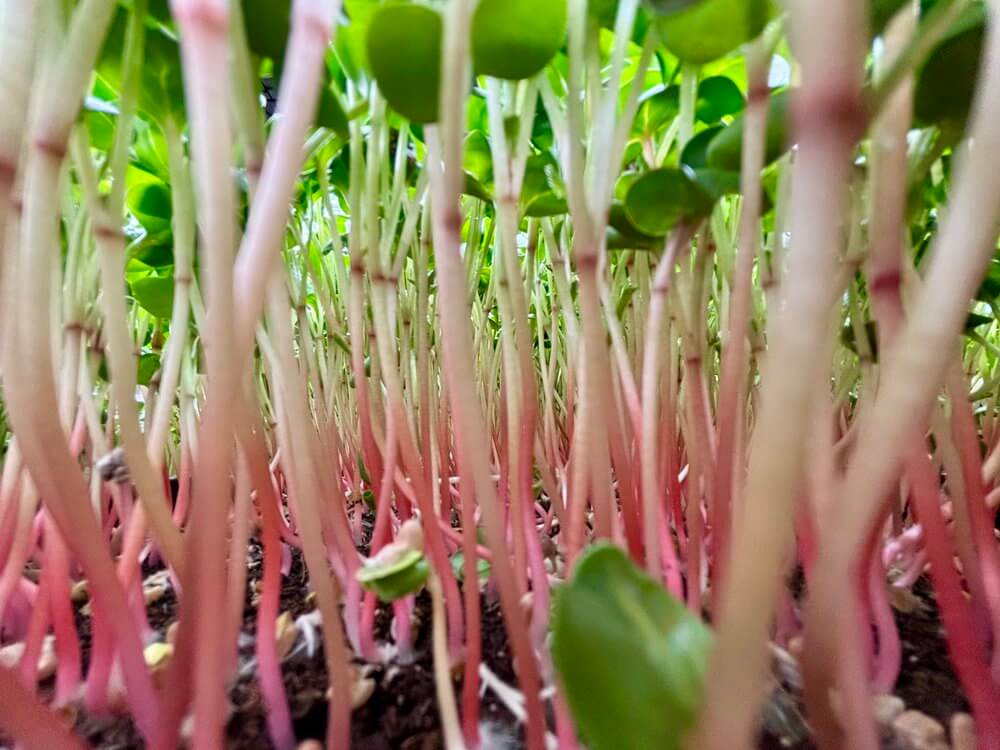 Fresh microgreens growing with vibrant pink stems, showcasing nutrient-dense farm fresh food from local farms.