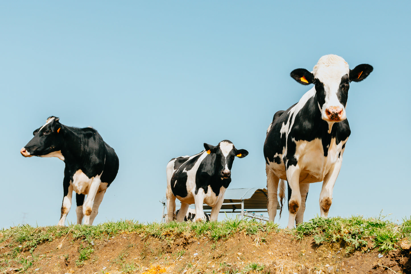 Three black and white cows grazing on green pasture under a clear blue sky, representing pasture-raised livestock.