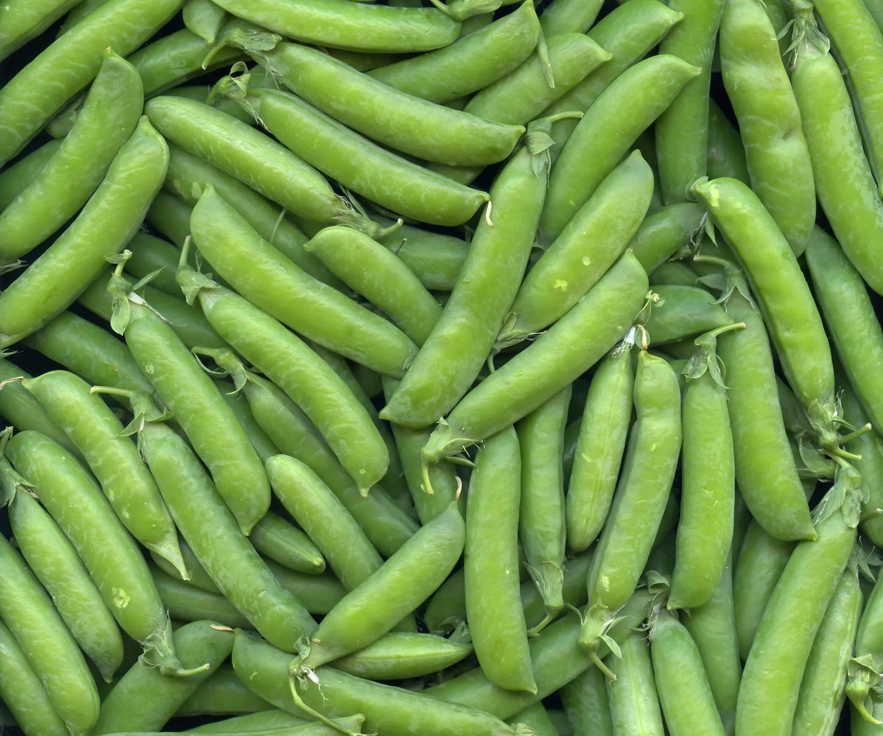 Sugar Snap Peas from Good Soil Farmers