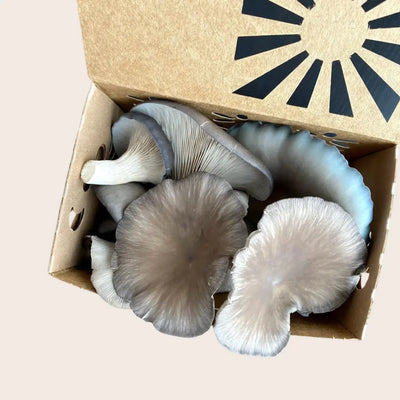 Gourmet Mushrooms (8 oz)