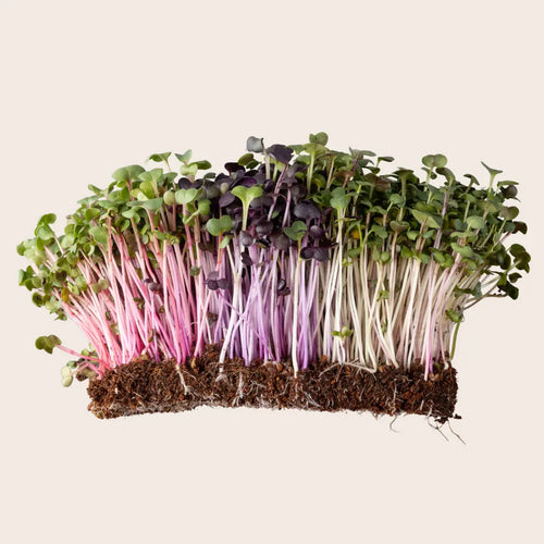 MicroGreens (Rotational) 1oz