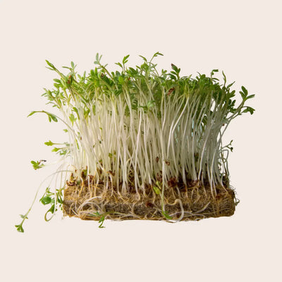 MicroGreens Vitality Mix (2oz)
