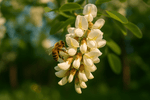 🍯 Local Raw Honey being produced by bees on flowering plants, showcasing the natural source of this pure treat.