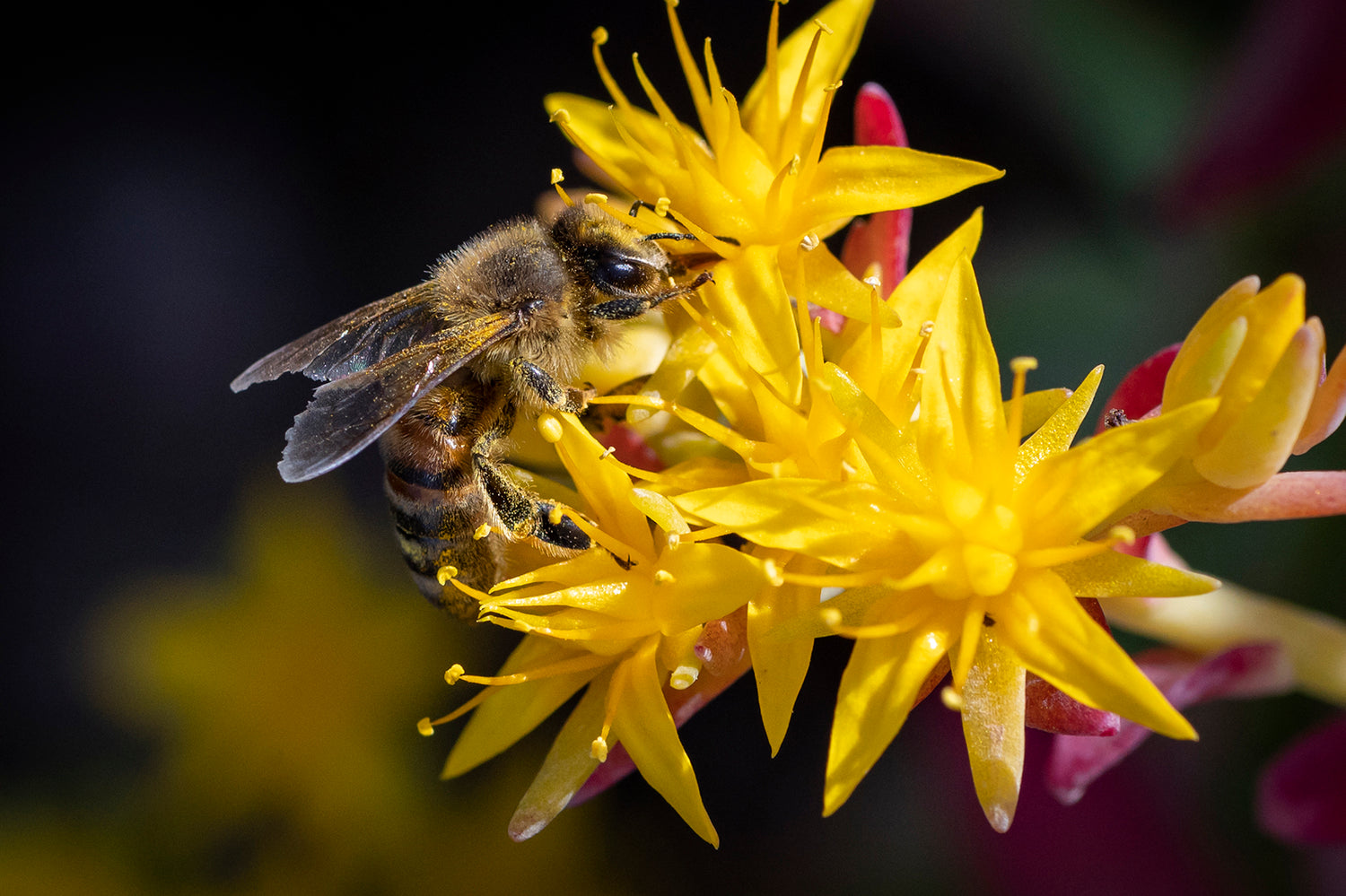 Close-up of a honeybee collecting nectar from vibrant yellow flowers.
