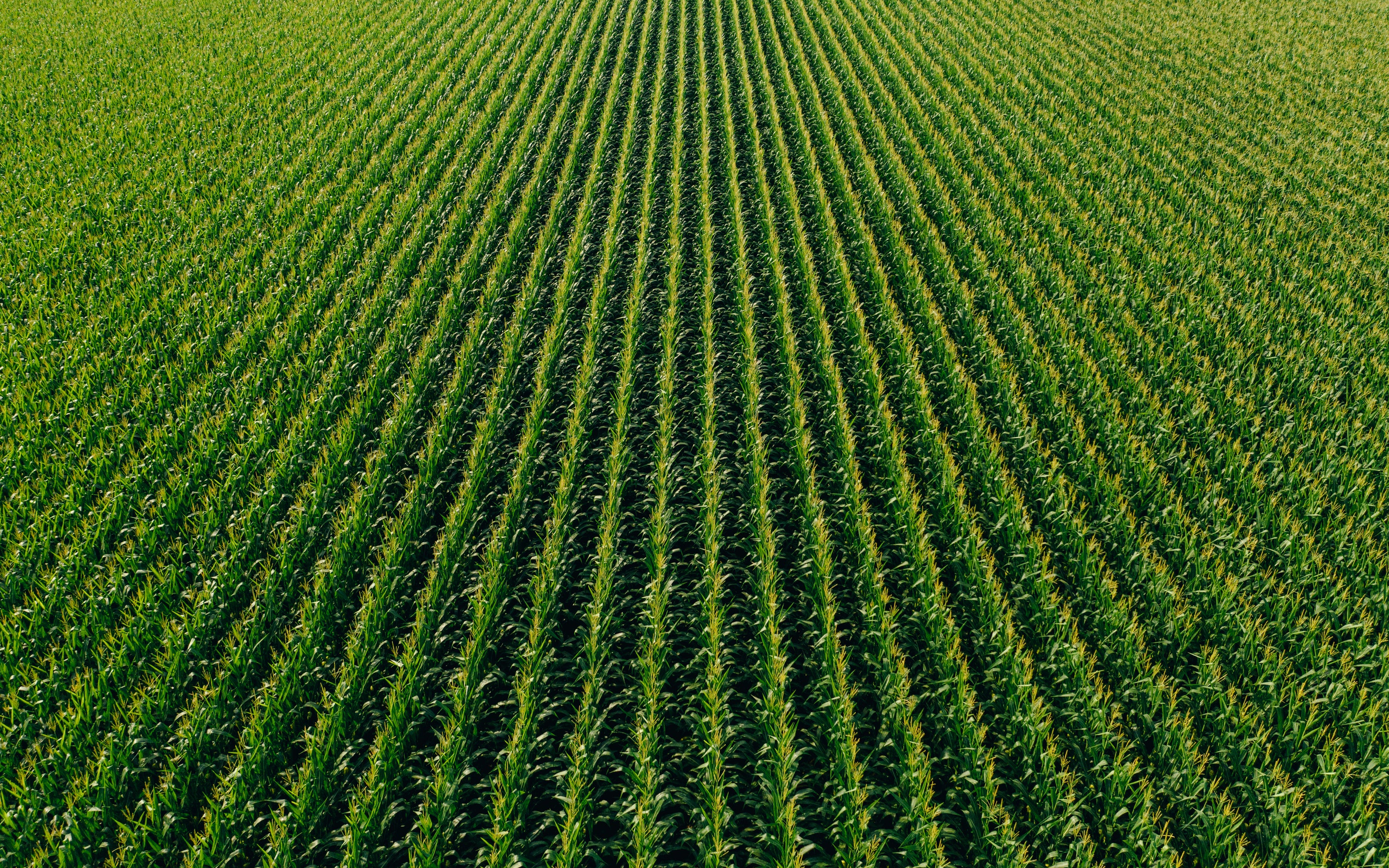 Aerial view of a lush green cornfield with rows of healthy crops, symbolizing local farm produce.