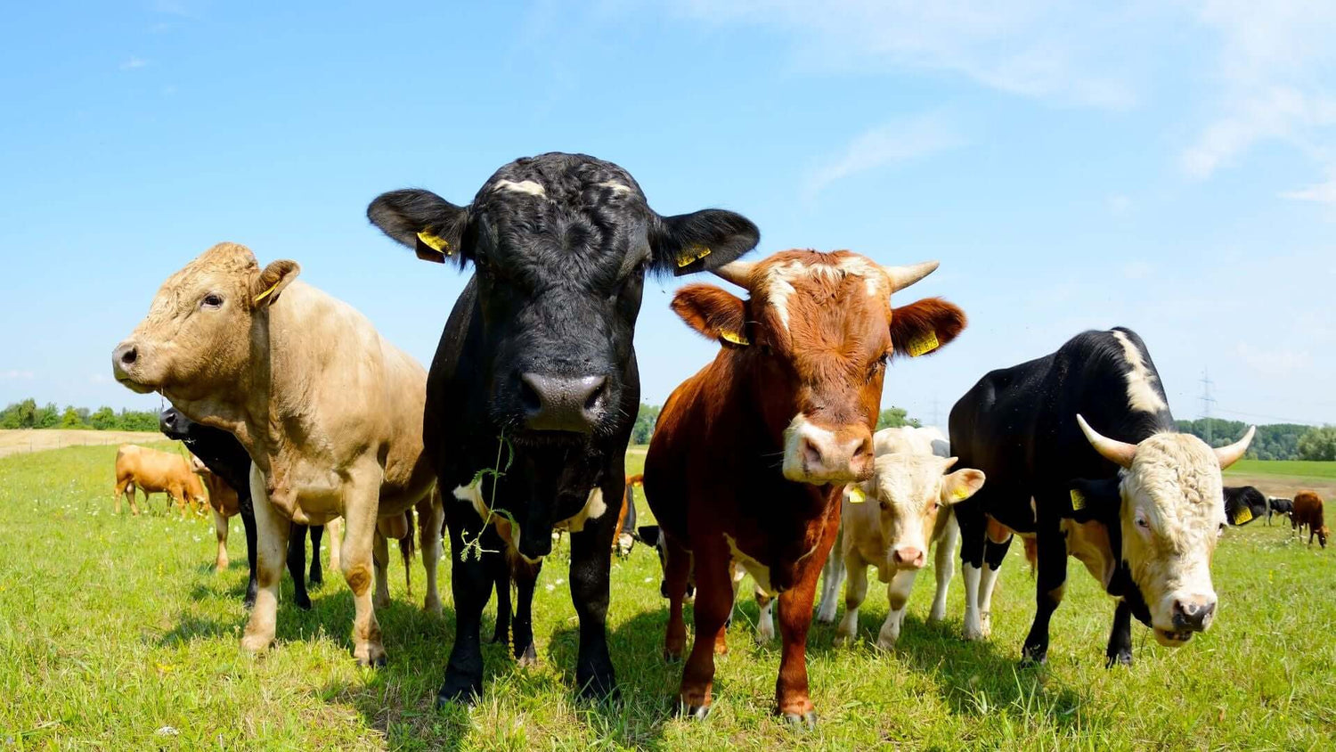 A group of cows standing in a grassy field under a blue sky, showcasing various breeds and colors.