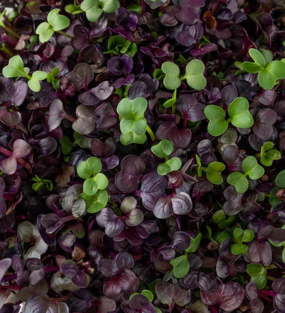 Colorful mix of fresh microgreens, perfect for salads and dishes, sourced from local farms, supporting regenerative farming.