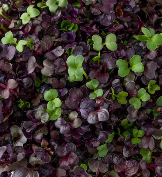 Colorful mix of fresh microgreens, perfect for salads and dishes, sourced from local farms, supporting regenerative farming.