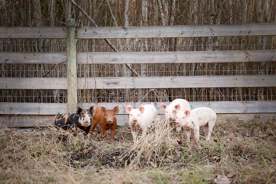 Pasture-raised pigs grazing near a wooden fence on a regenerative farm.