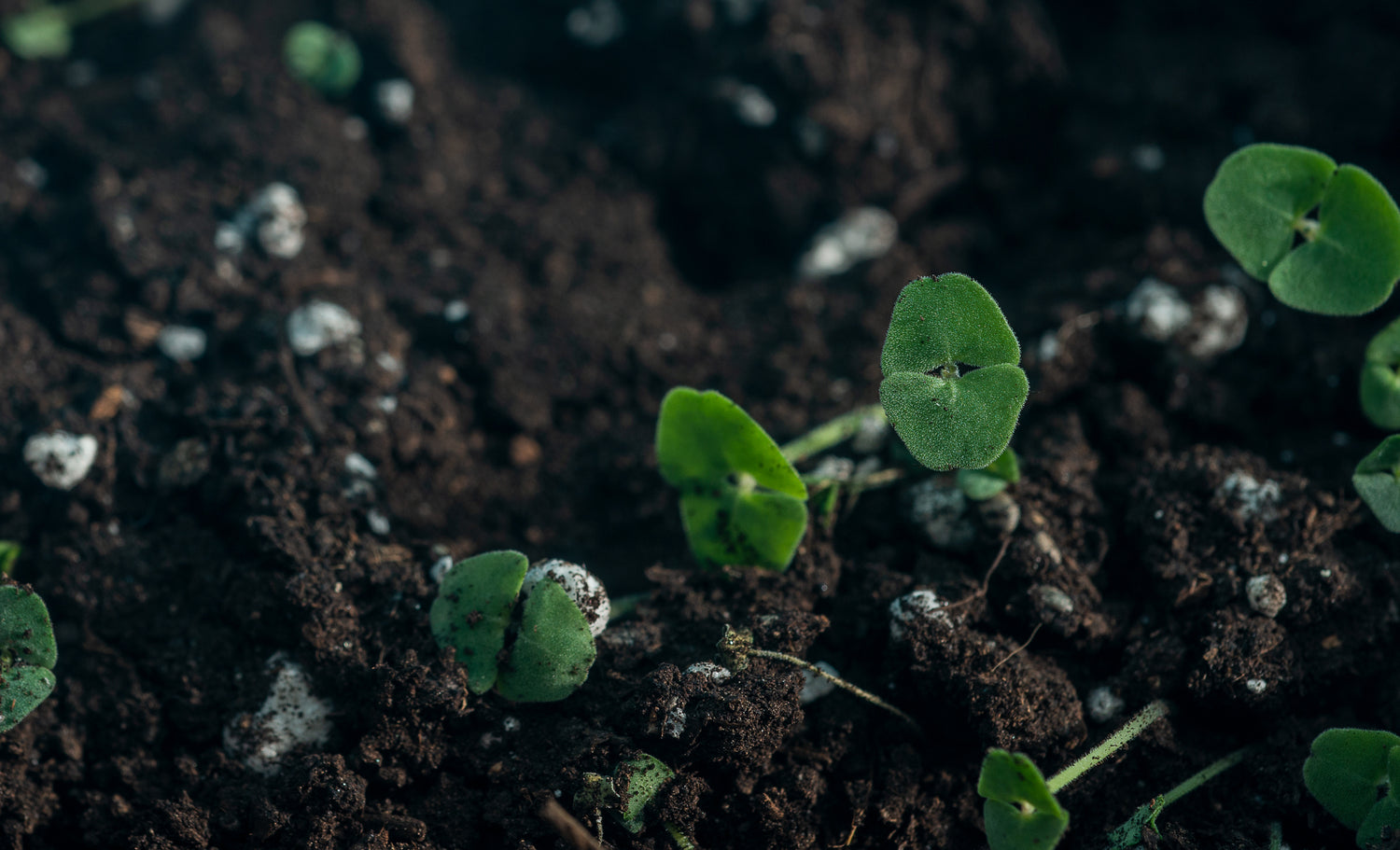 Close-up of green seedlings growing in rich, dark soil, symbolizing fresh produce and regenerative farming.
