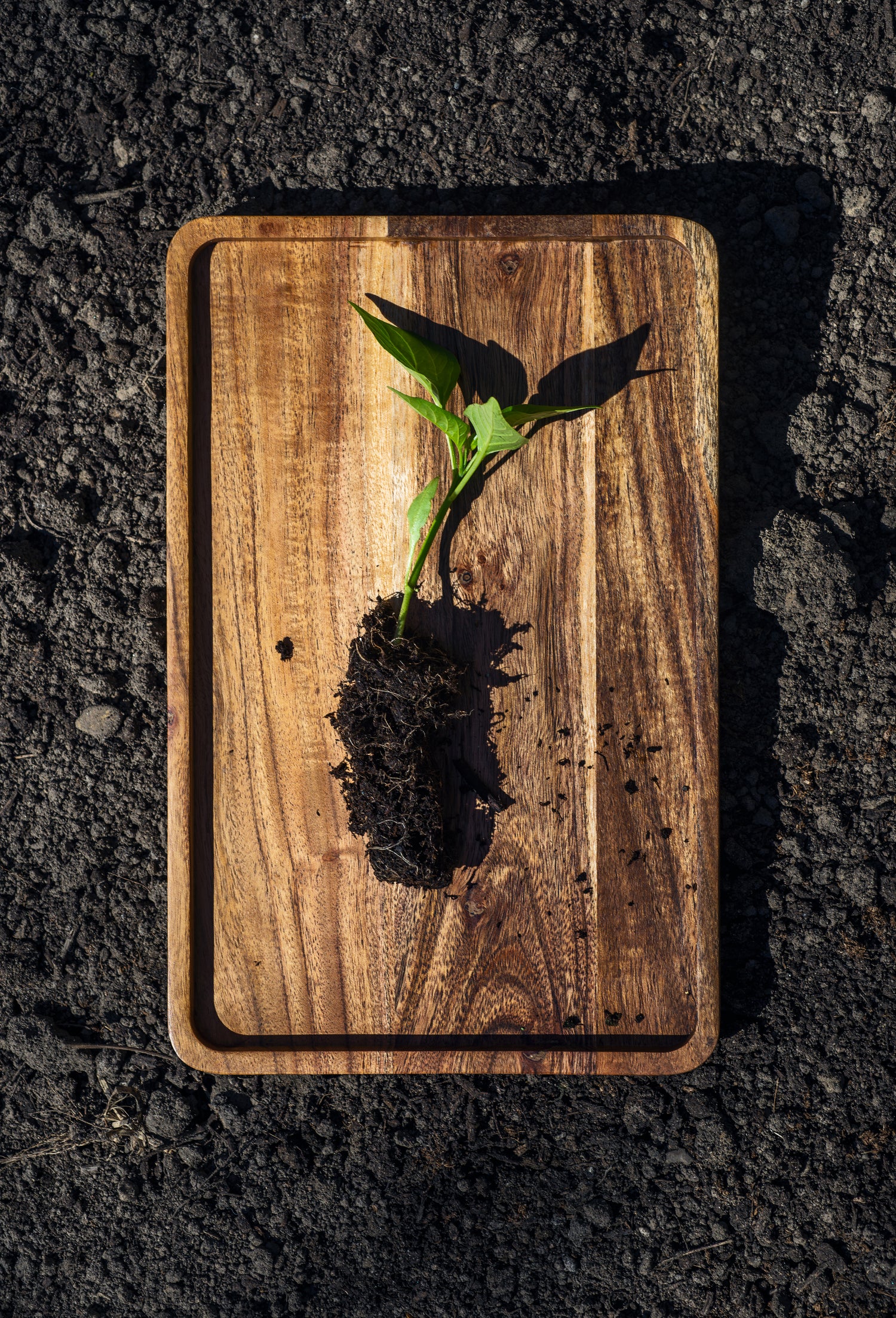Fresh plant with roots on a wooden tray, symbolizing farm-to-table and regenerative farming practices.