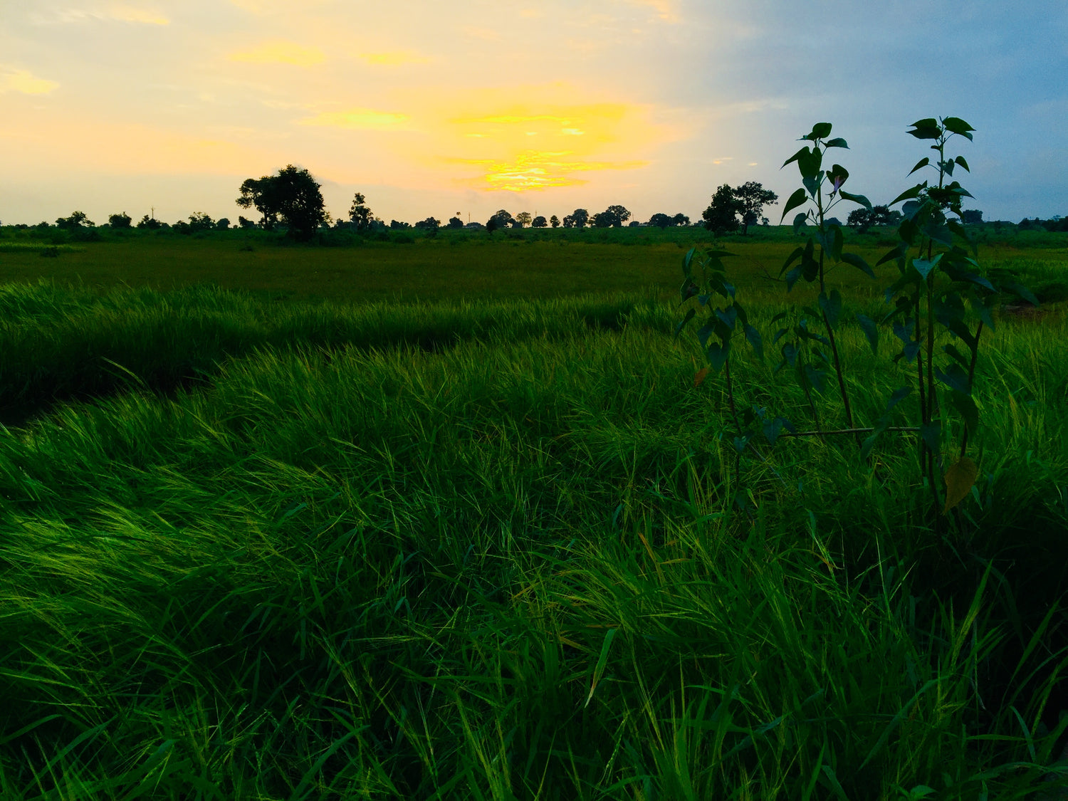 Lush green pasture with trees at sunset, symbolizing local farm produce and fresh grocery delivery.