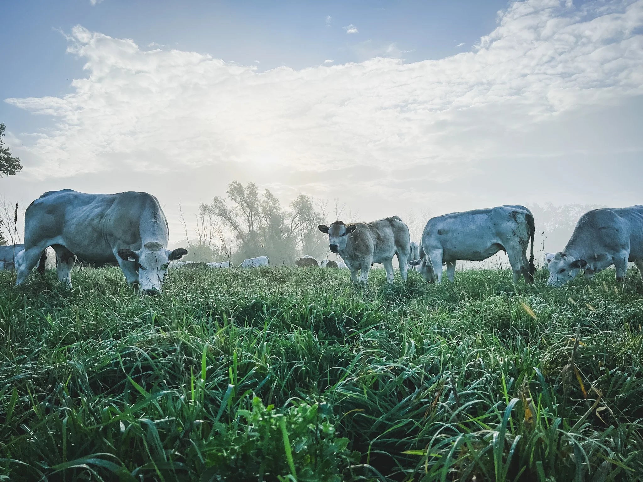 Grass-fed cattle on open pasture